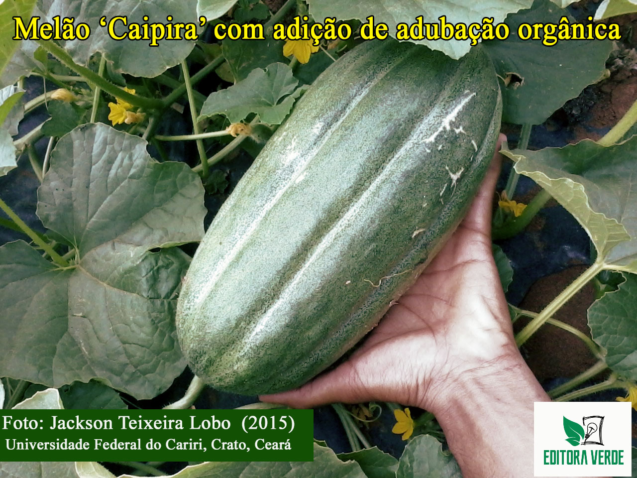 Produtividade e qualidade de melão 'Caipira' em função da adubação