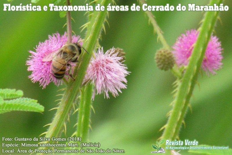 Leguminosae: Florística e Taxonomia de áreas de Cerrado do Maranhão, Nordeste do Brasil