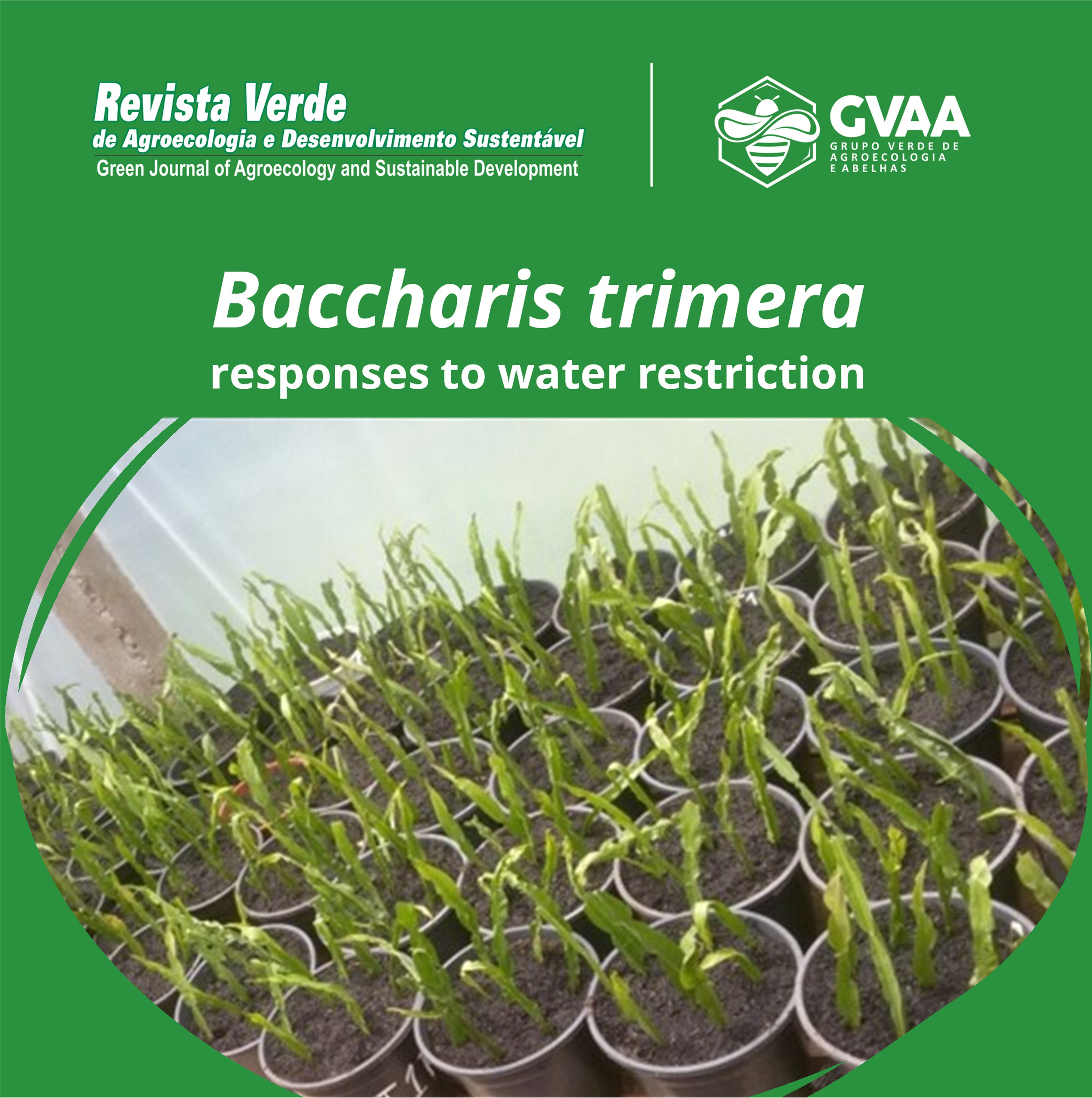 Baccharis trimera (Less.) DC responses to water restriction