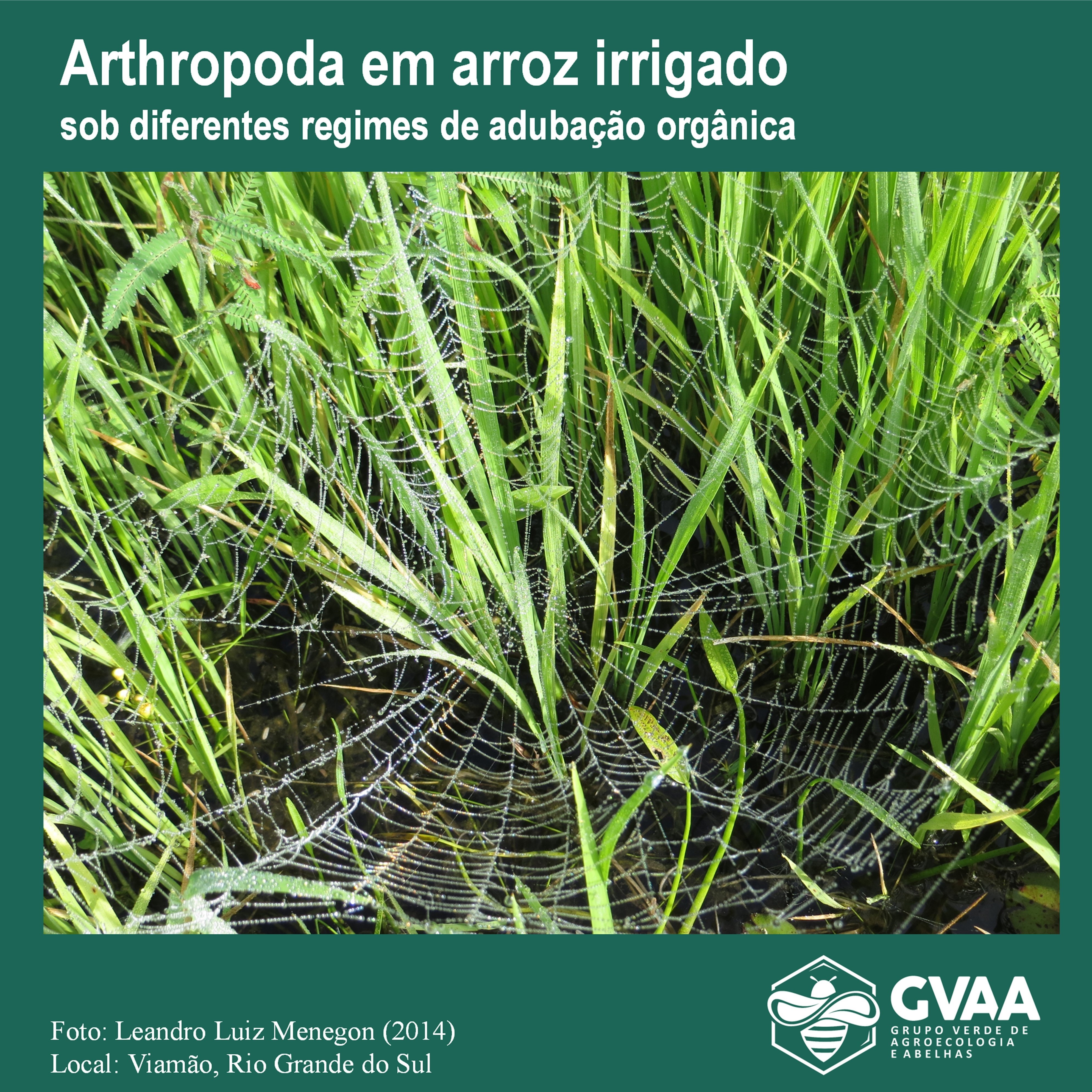 Diversidade de Arthropoda em arroz irrigado sob diferentes regimes de adubação orgânica
