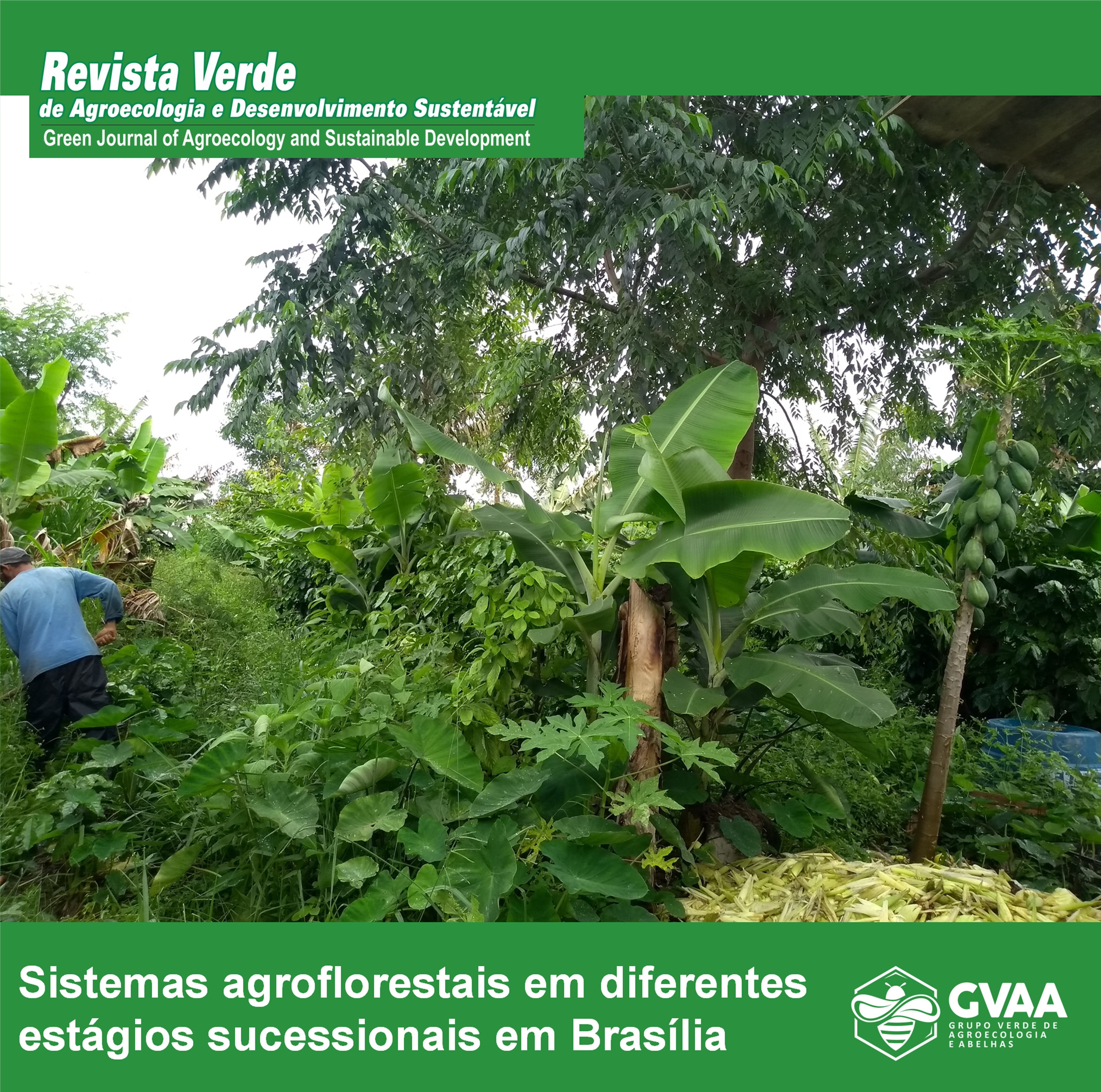 Características químicas, físicas e microbiológicas de sistemas agroflorestais em diferentes estágios sucessionais em Brasília