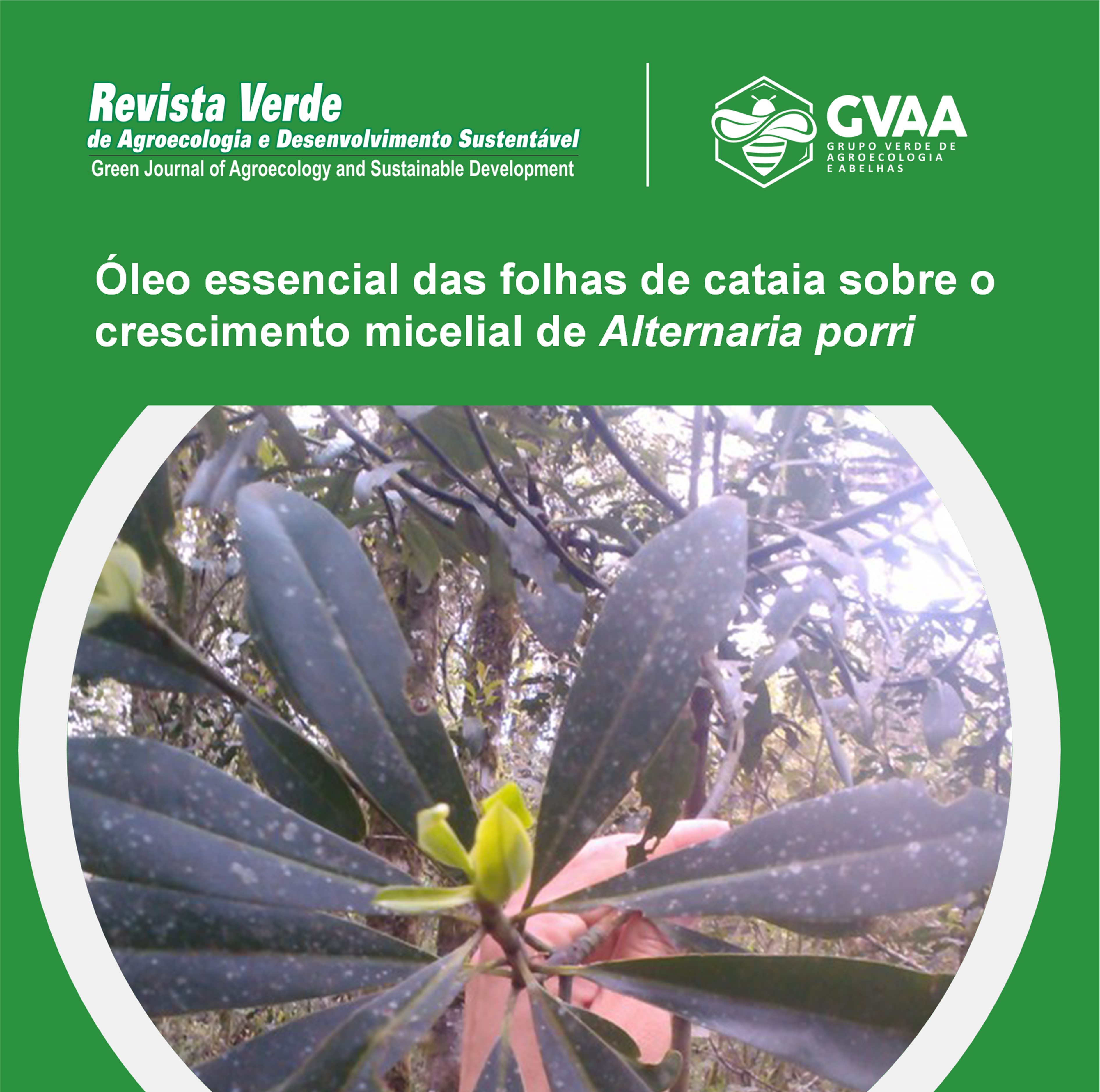 Óleo essencial das folhas de cataia (Drimys brasiliensis) sobre o crescimento micelial de Alternaria porri