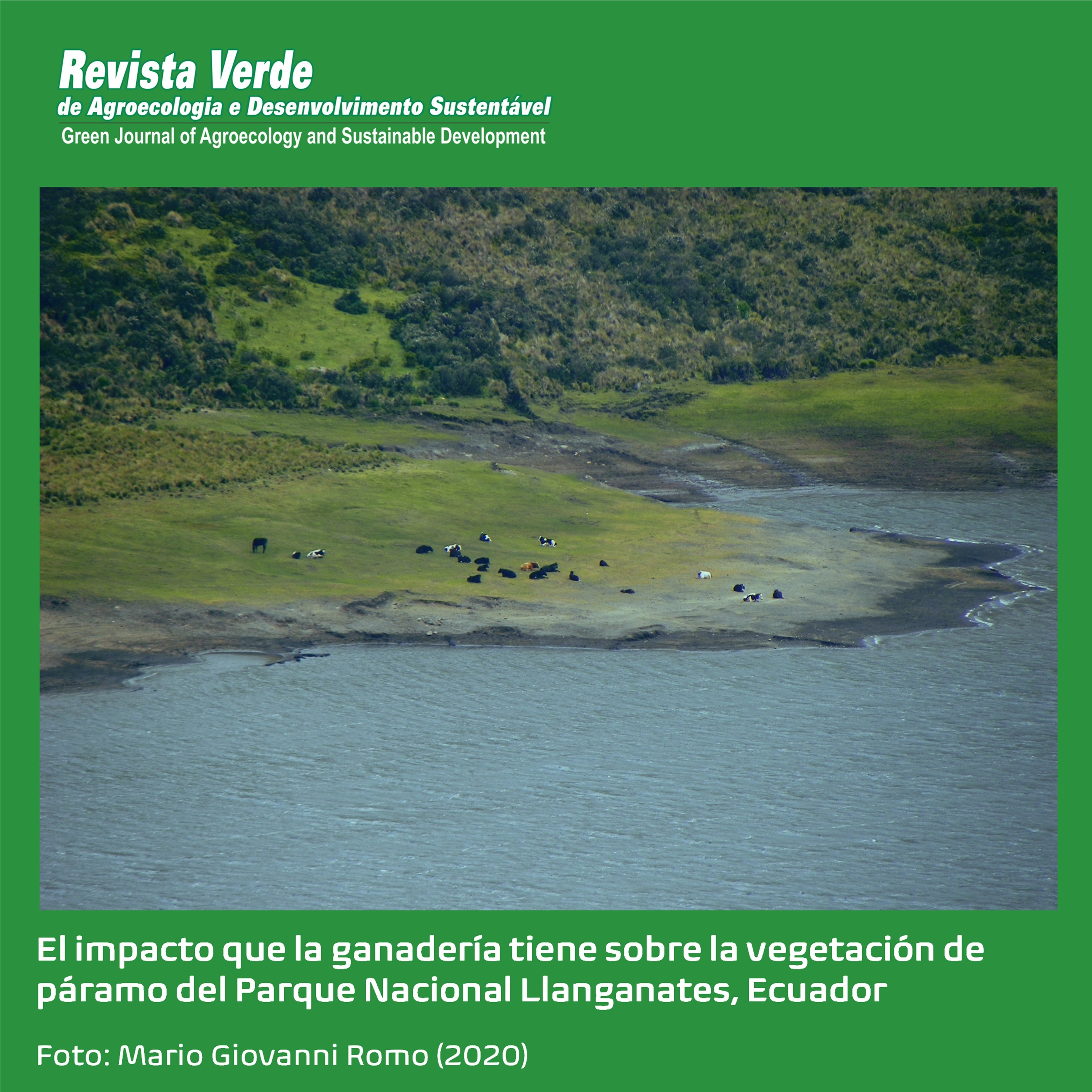 Degradación de la vegetación de páramo por efecto de la ganadería en el Parque Nacional Llanganates, Ecuador