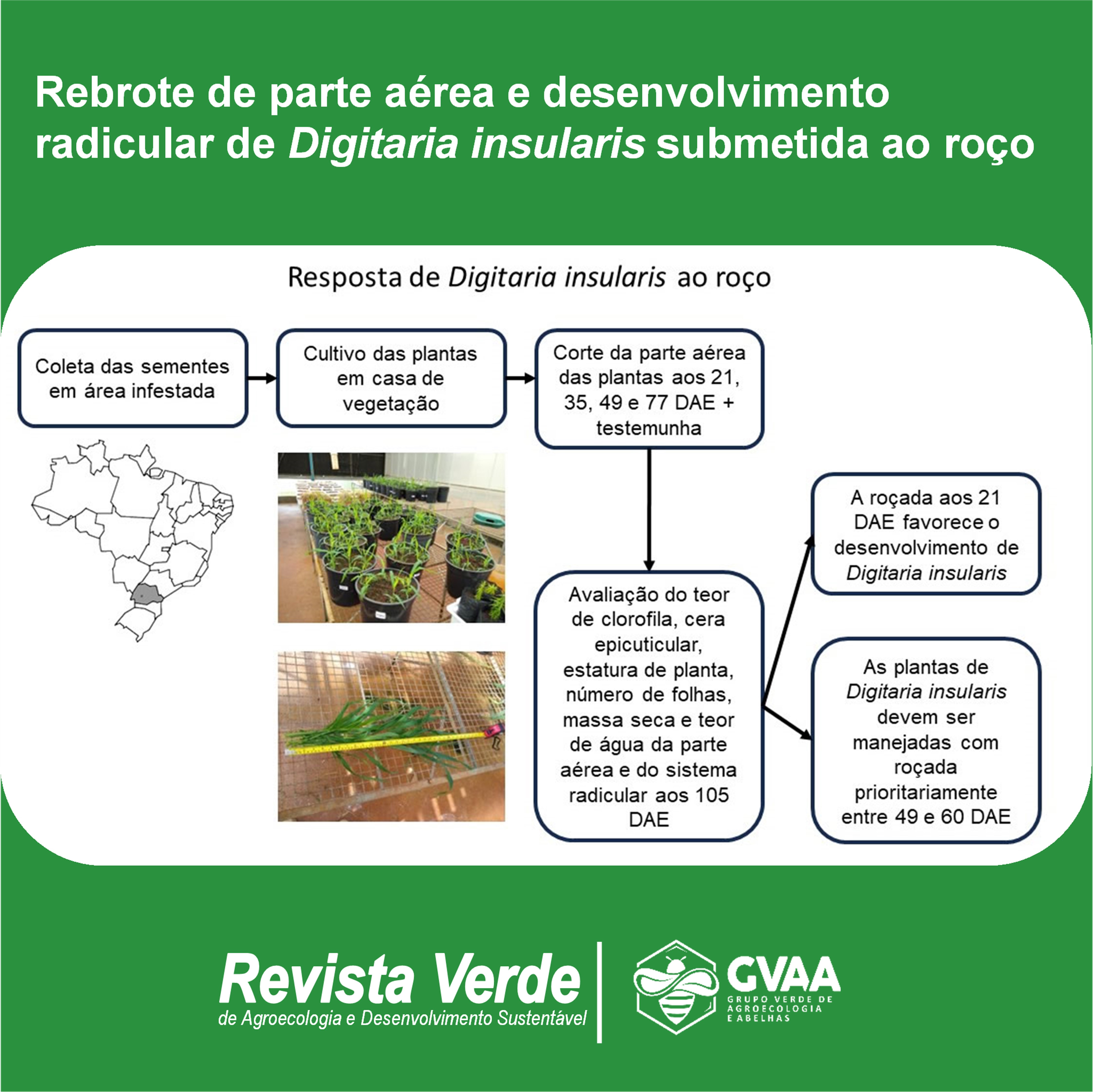 Rebrote de parte aérea e desenvolvimento radicular de Digitaria insularis submetida ao roço 