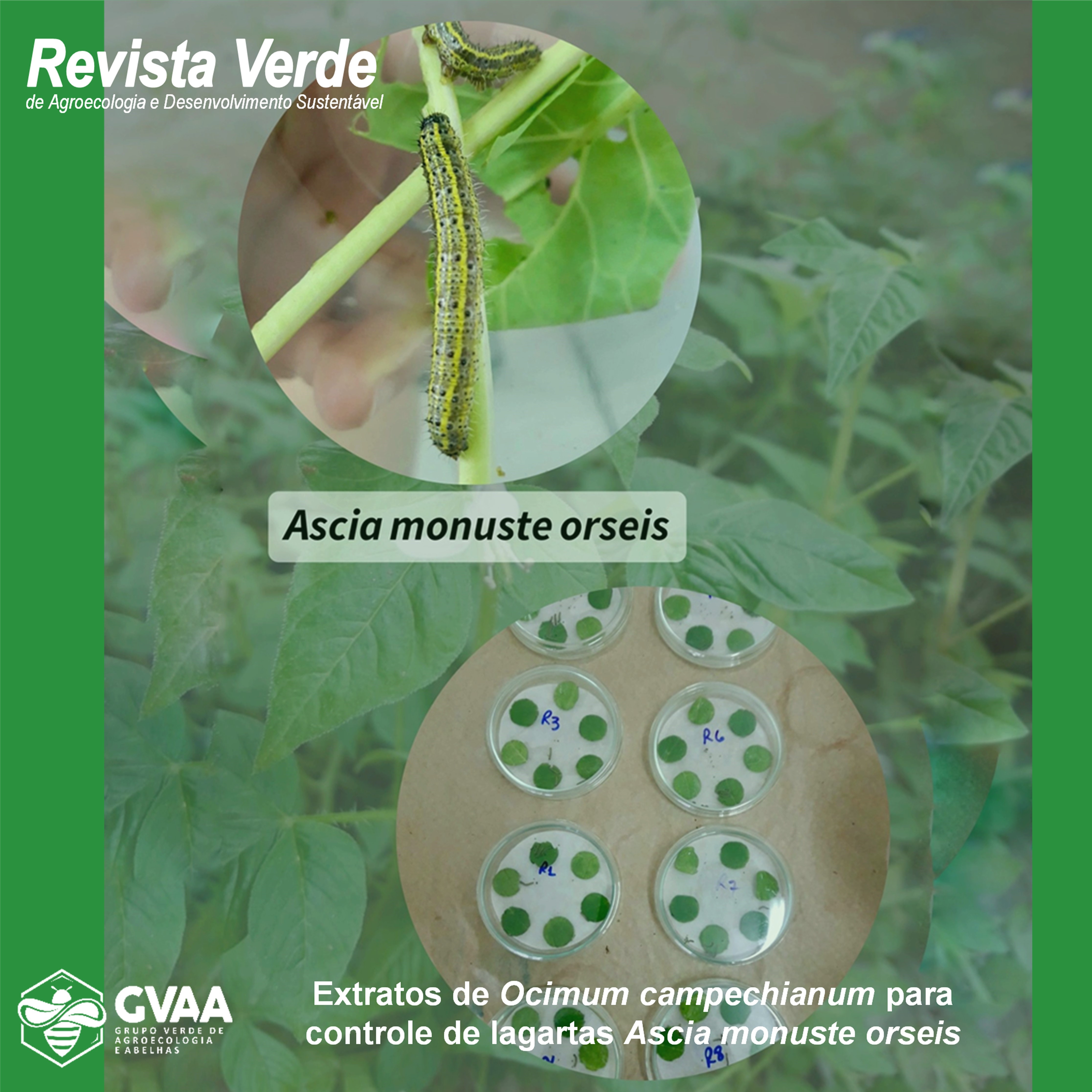 Extratos de Ocimum campechianum para controle de lagartas Ascia monuste orseis: respostas sobre preferência e desenvolvimento