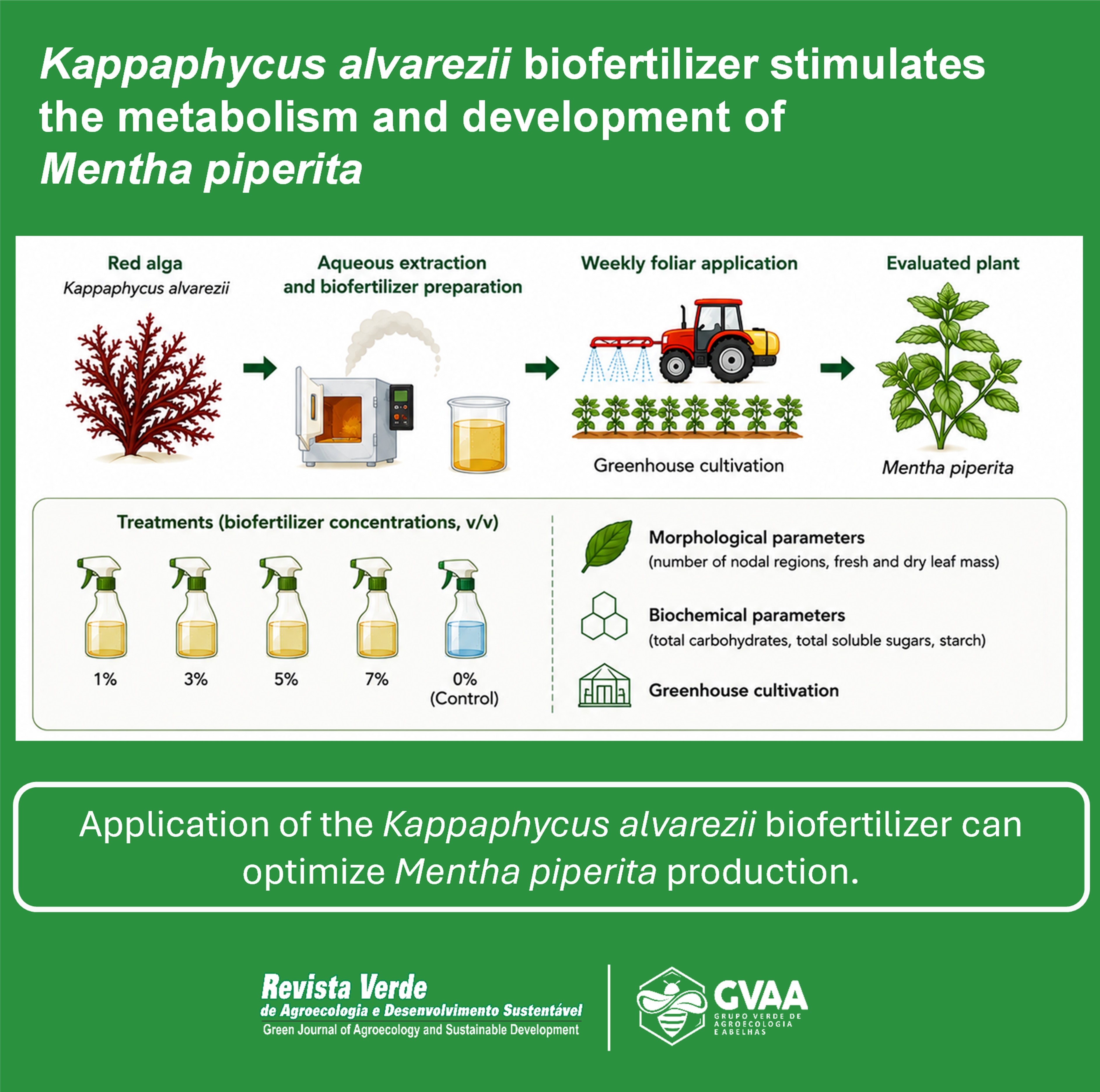Kappaphycus alvarezii biofertilizer stimulates the metabolism and development of Mentha piperita
