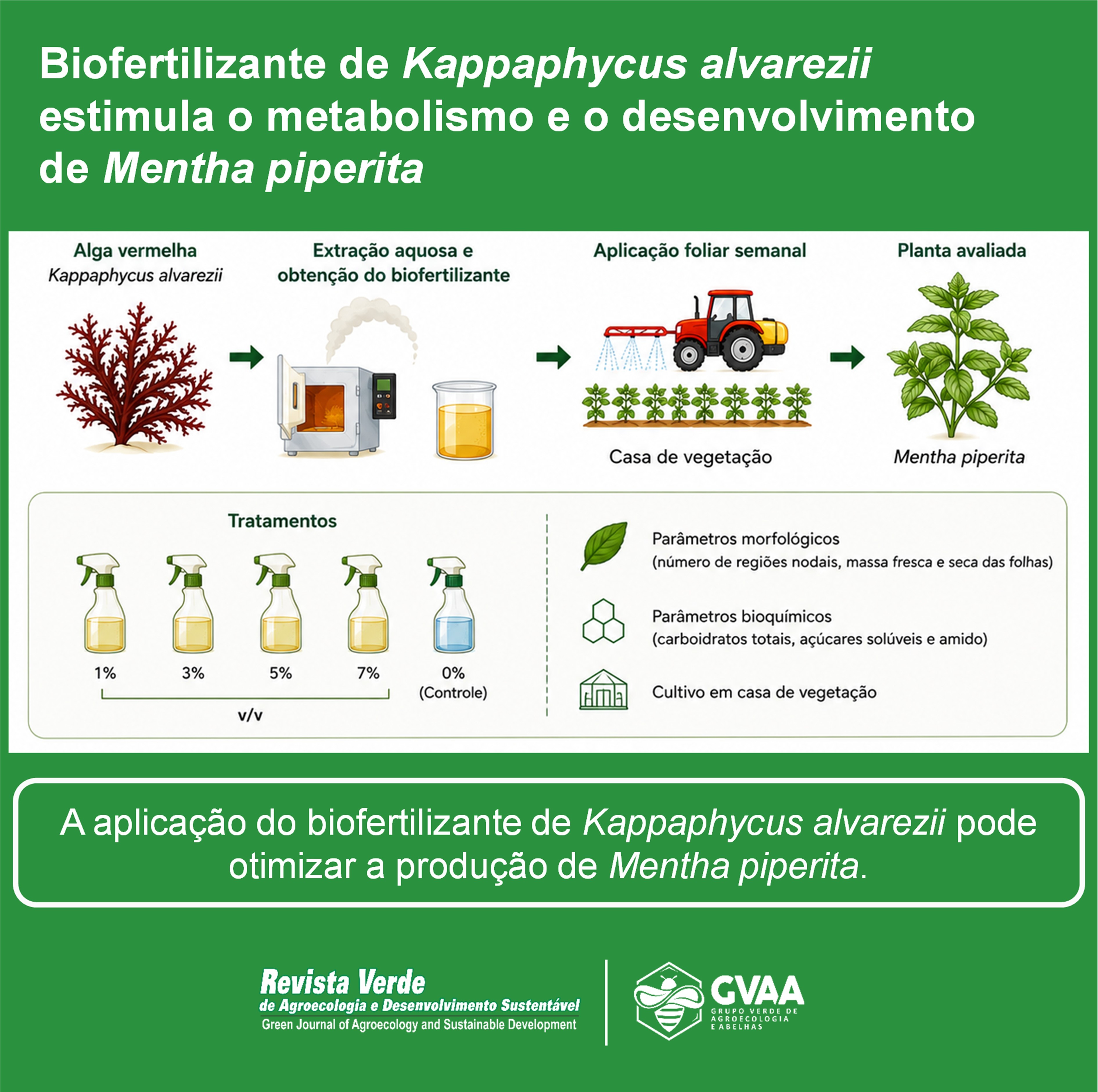 Biofertilizante de Kappaphycus alvarezii estimula o metabolismo e o desenvolvimento de Mentha piperita