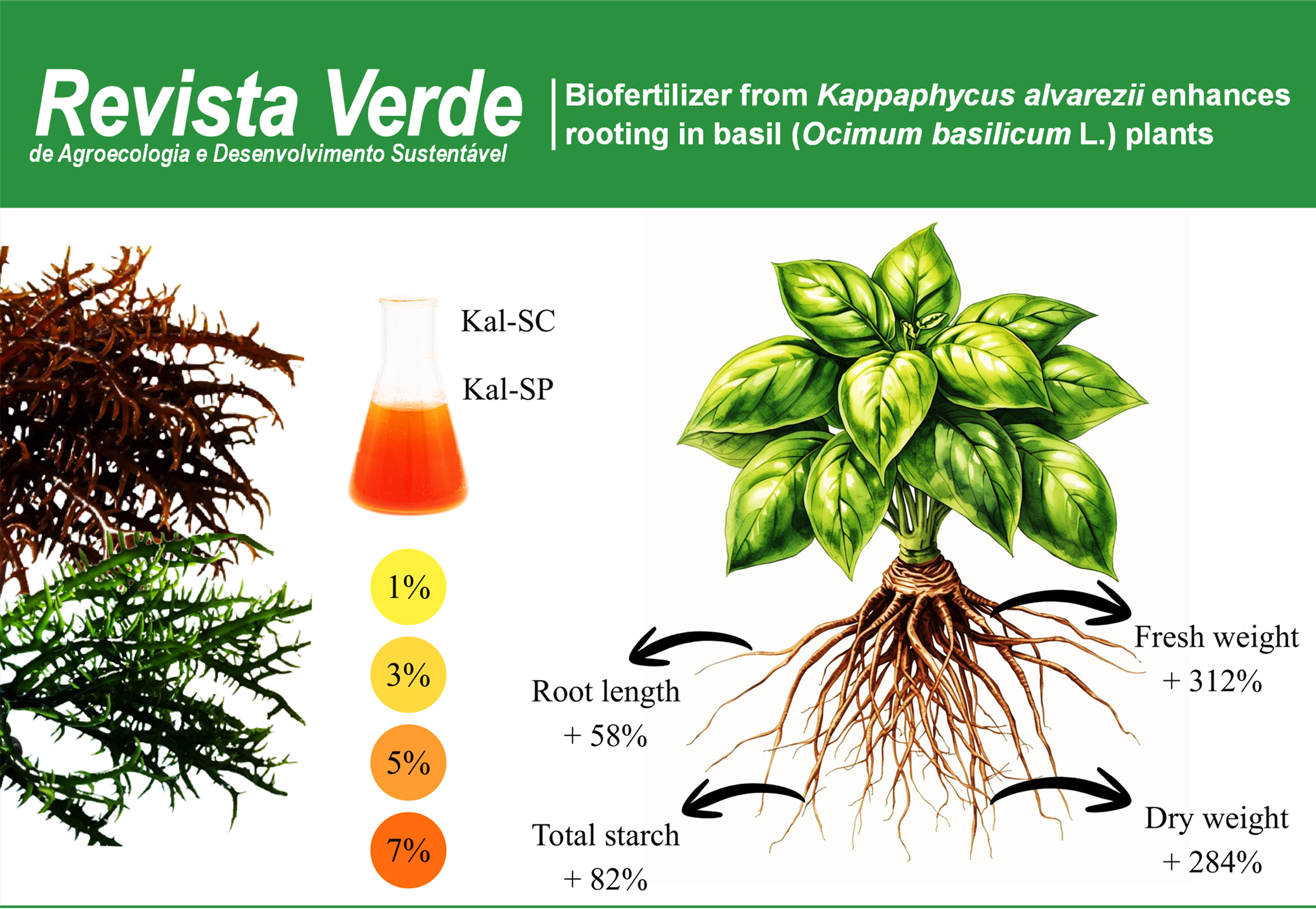 Biofertilizer from Kappaphycus alvarezii enhances rooting in basil (Ocimum basilicum L.) plants