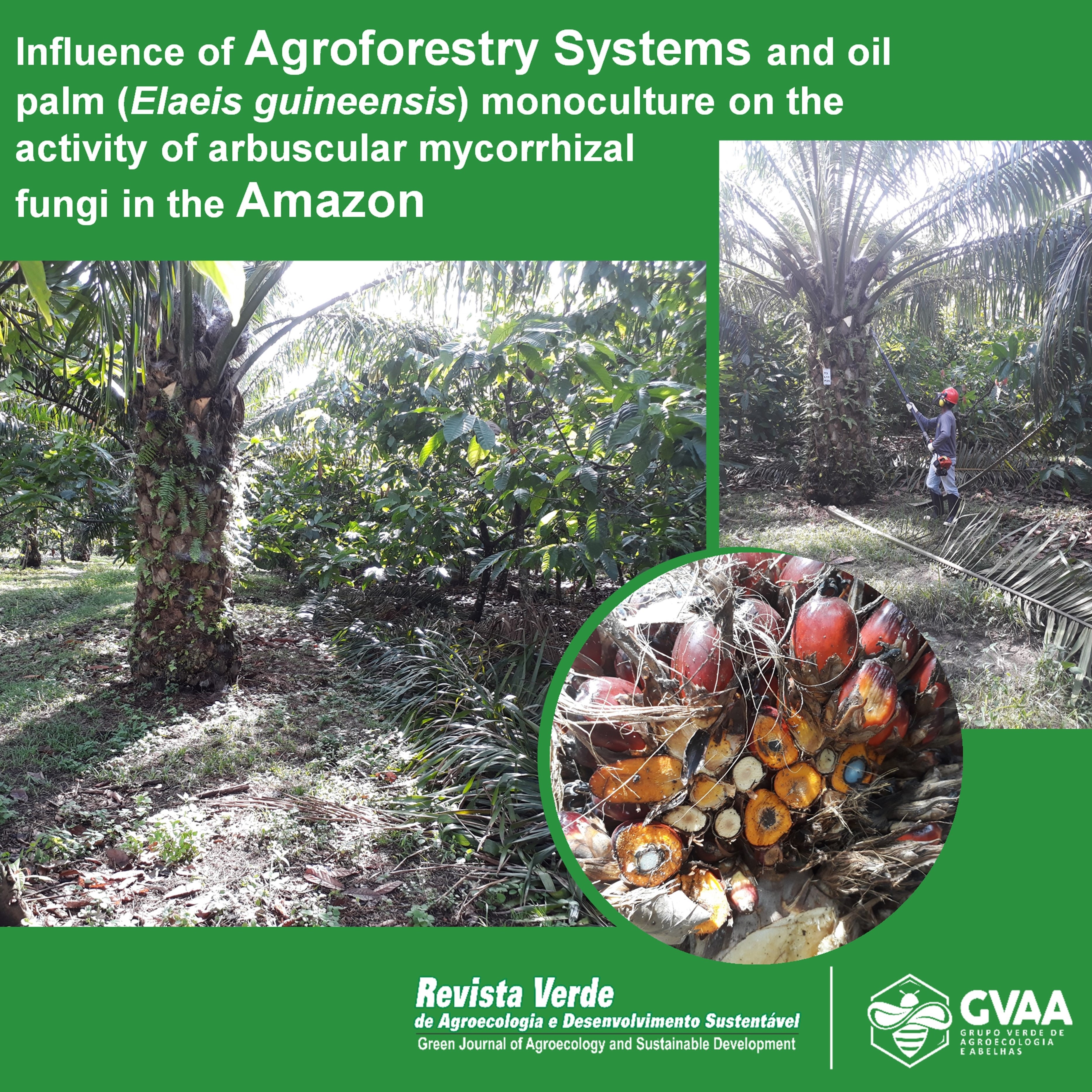 Influence of Agroforestry Systems and oil palm (Elaeis guineensis) monoculture on the activity of arbuscular mycorrhizal fungi in the Amazon