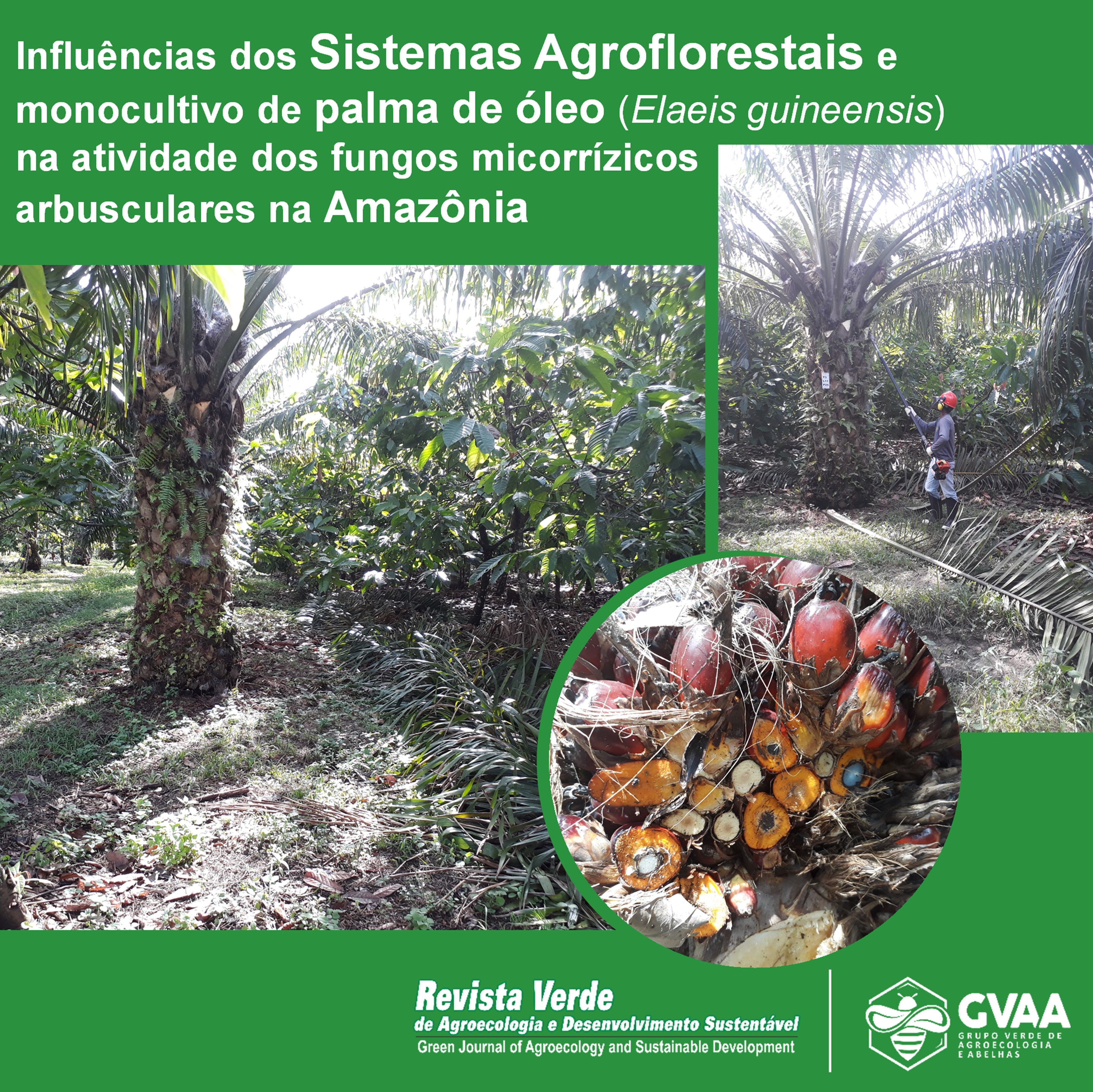 Influências dos Sistemas Agroflorestais e monocultivo de palma de óleo (Elaeis guineensis) na atividade dos fungos micorrízicos arbusculares na Amazônia