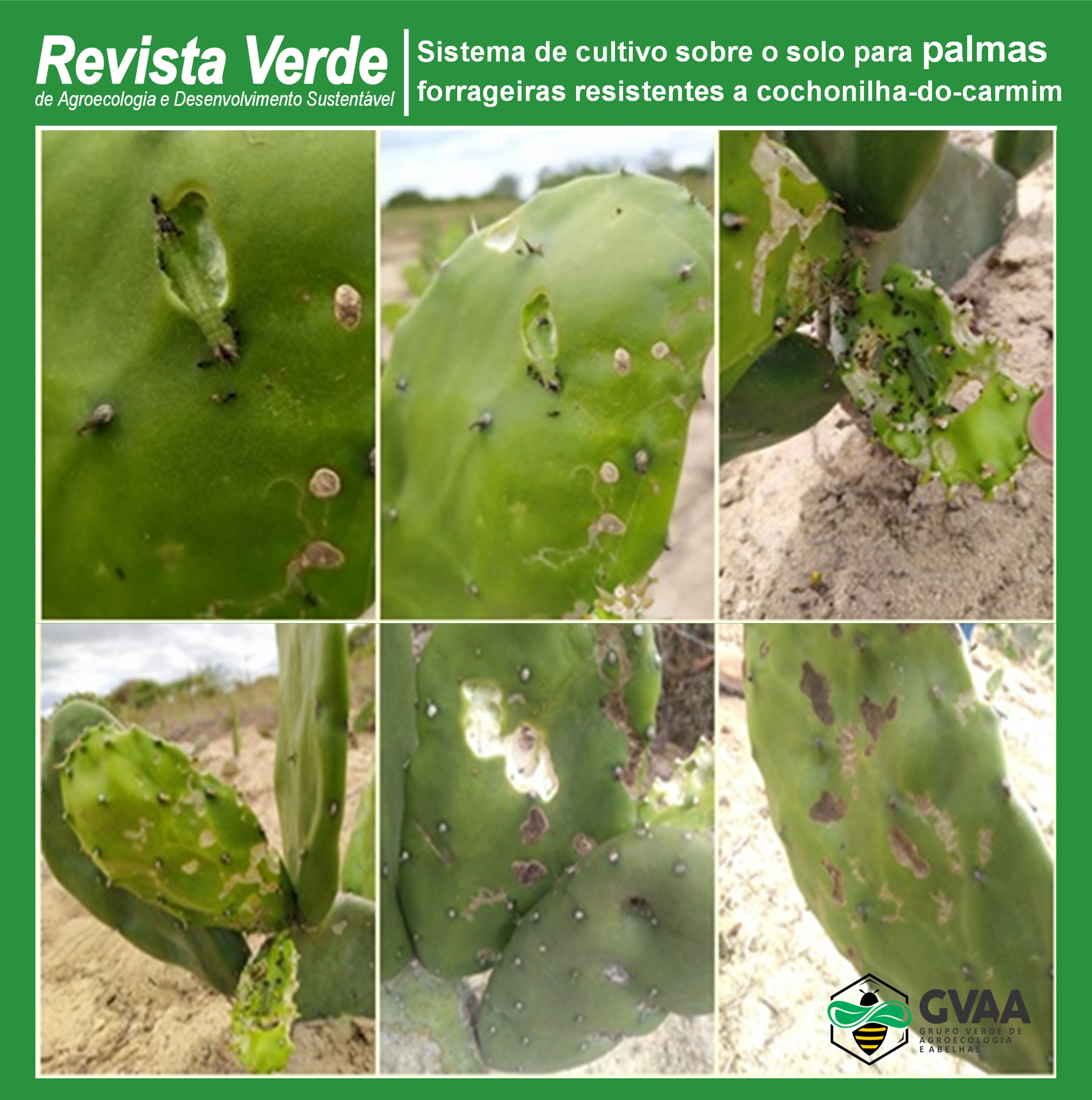 Sistema de cultivo sobre o solo para palmas forrageiras resistentes a cochonilha-do-carmim