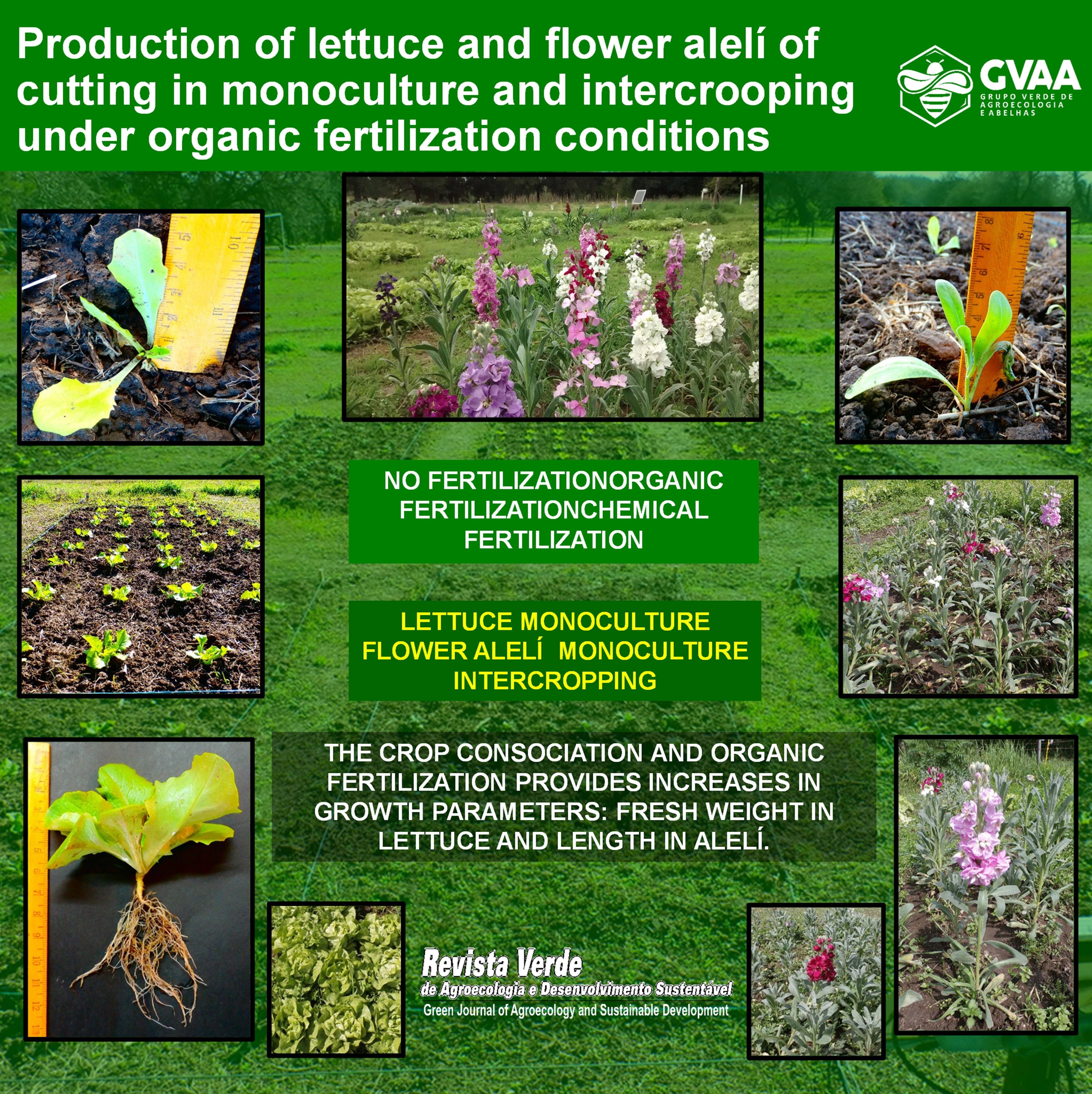 Production of lettuce and flower alelí of cutting in monoculture and intercrooping under organic fertilization conditions