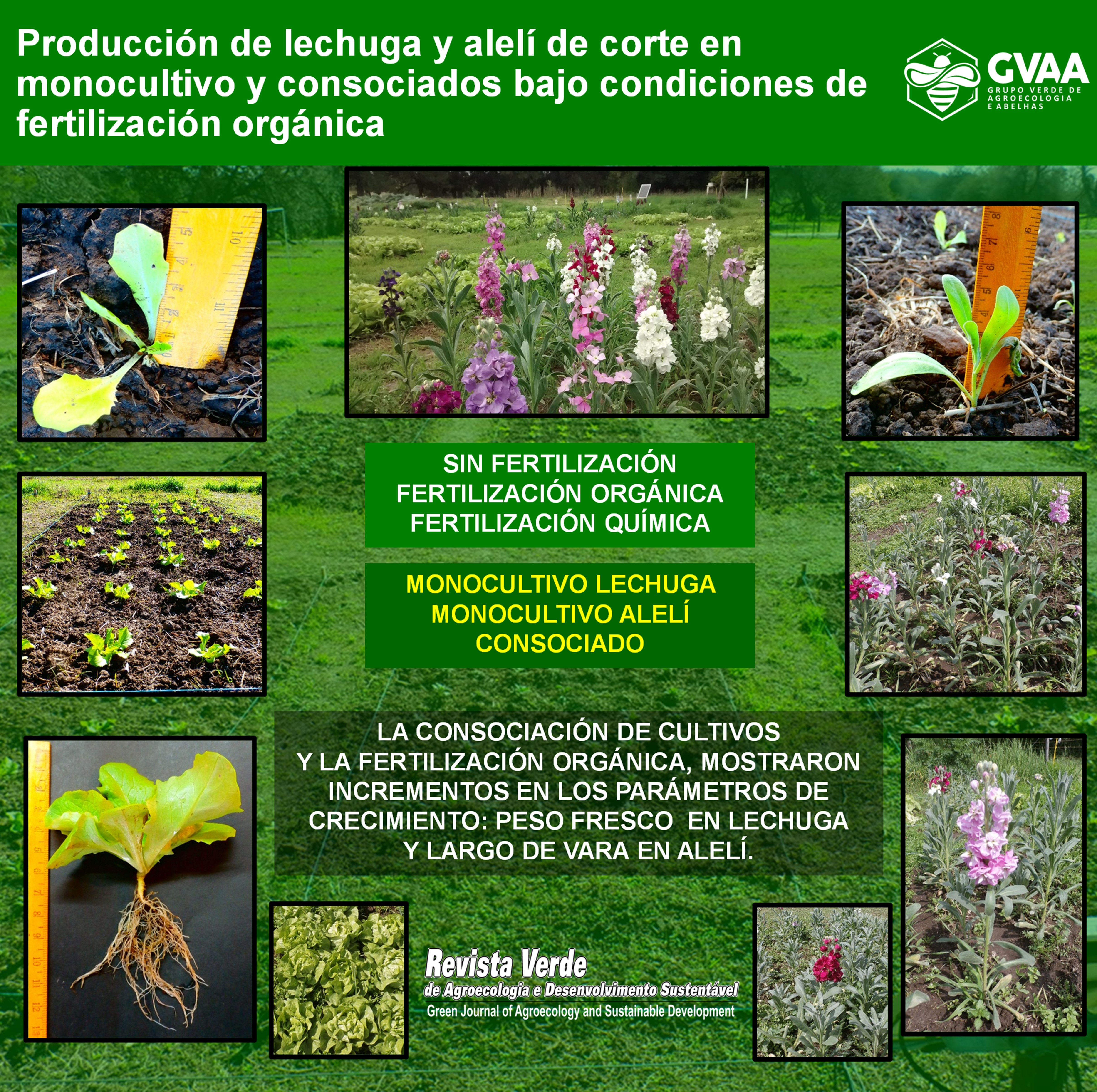 Producción de lechuga y alelí de corte en monocultivo y consociados bajo condiciones de fertilización orgánica