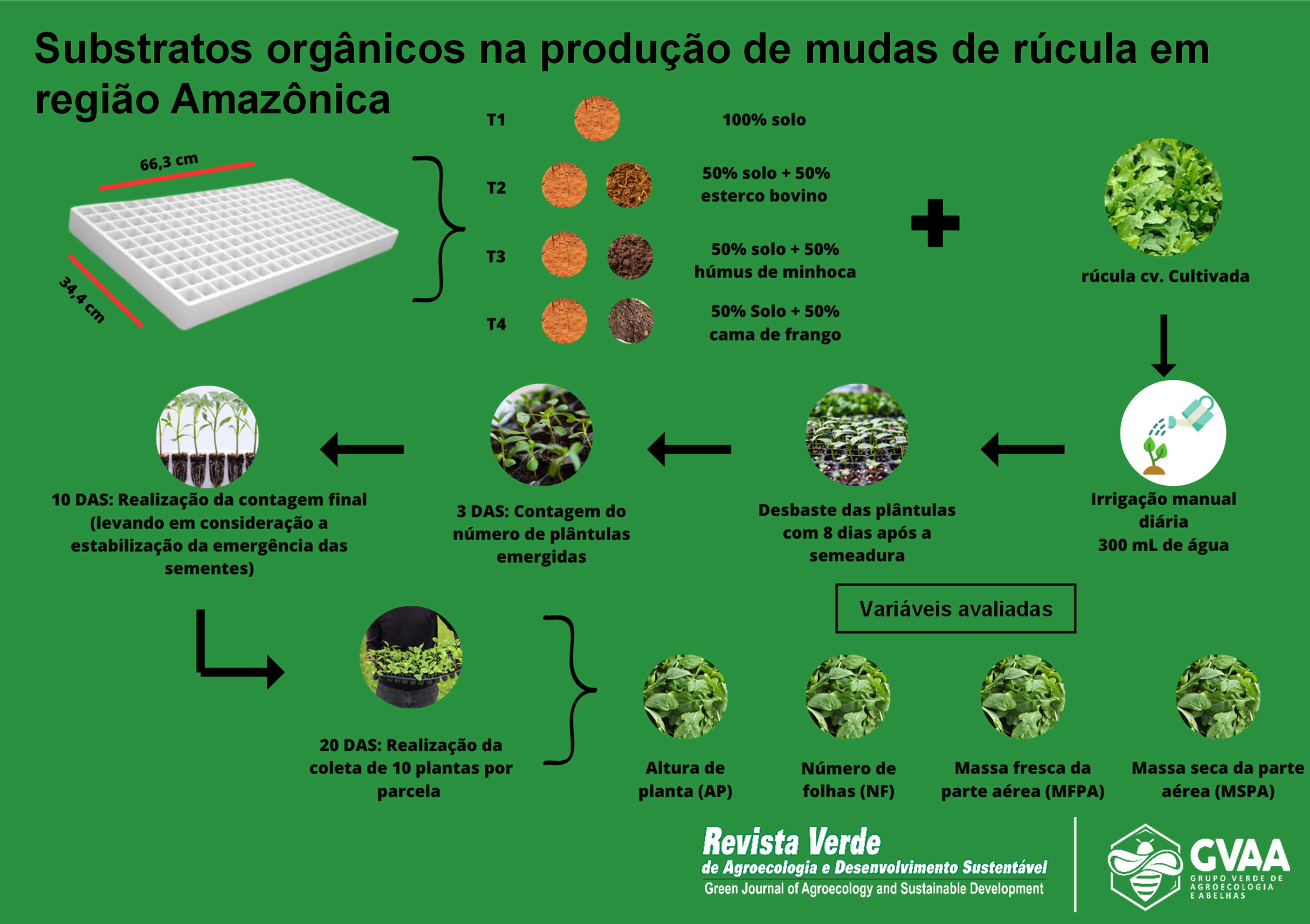 Substratos orgânicos na produção de mudas de rúcula em região Amazônica 