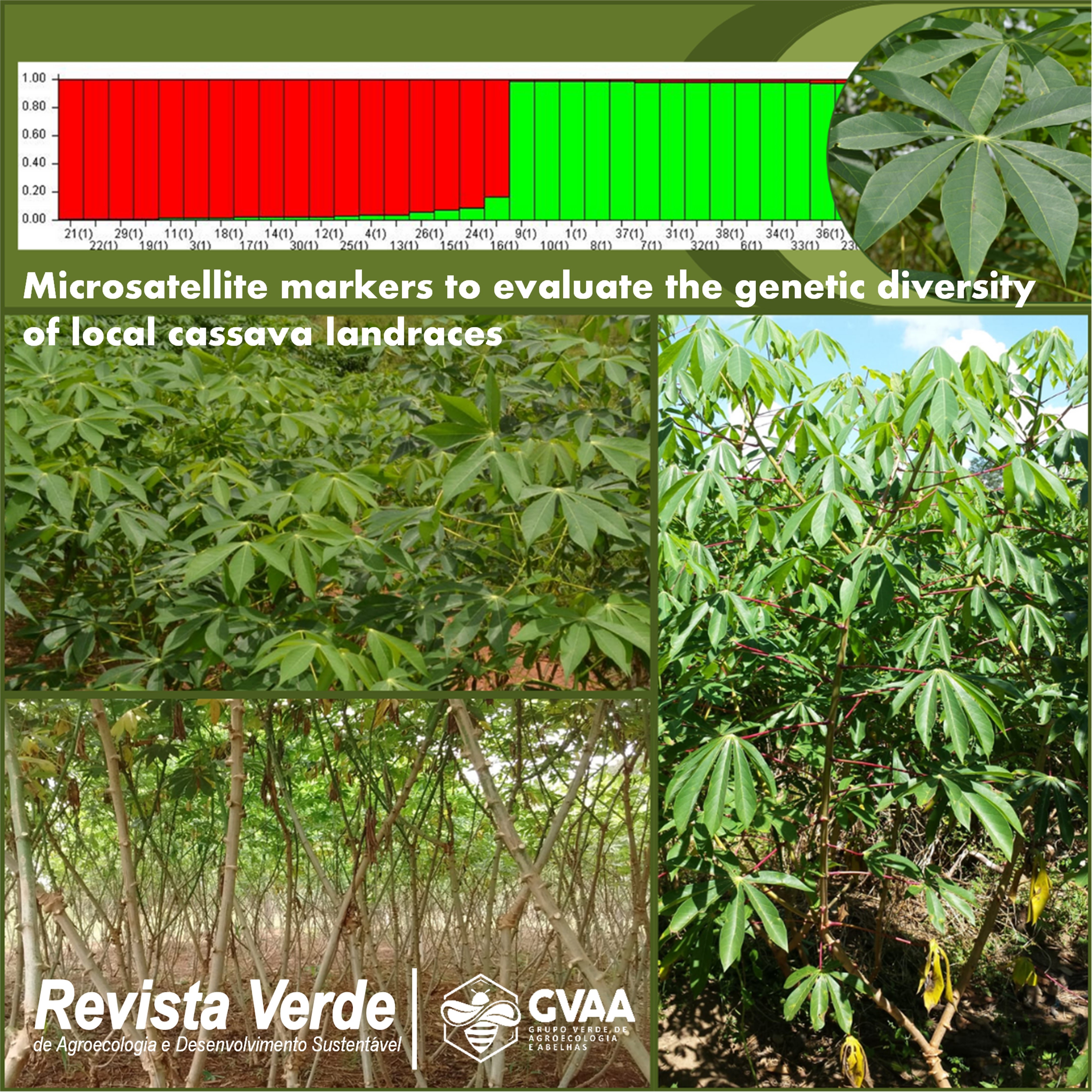 Use of microsatellite markers to evaluate the genetic diversity of local cassava landraces
