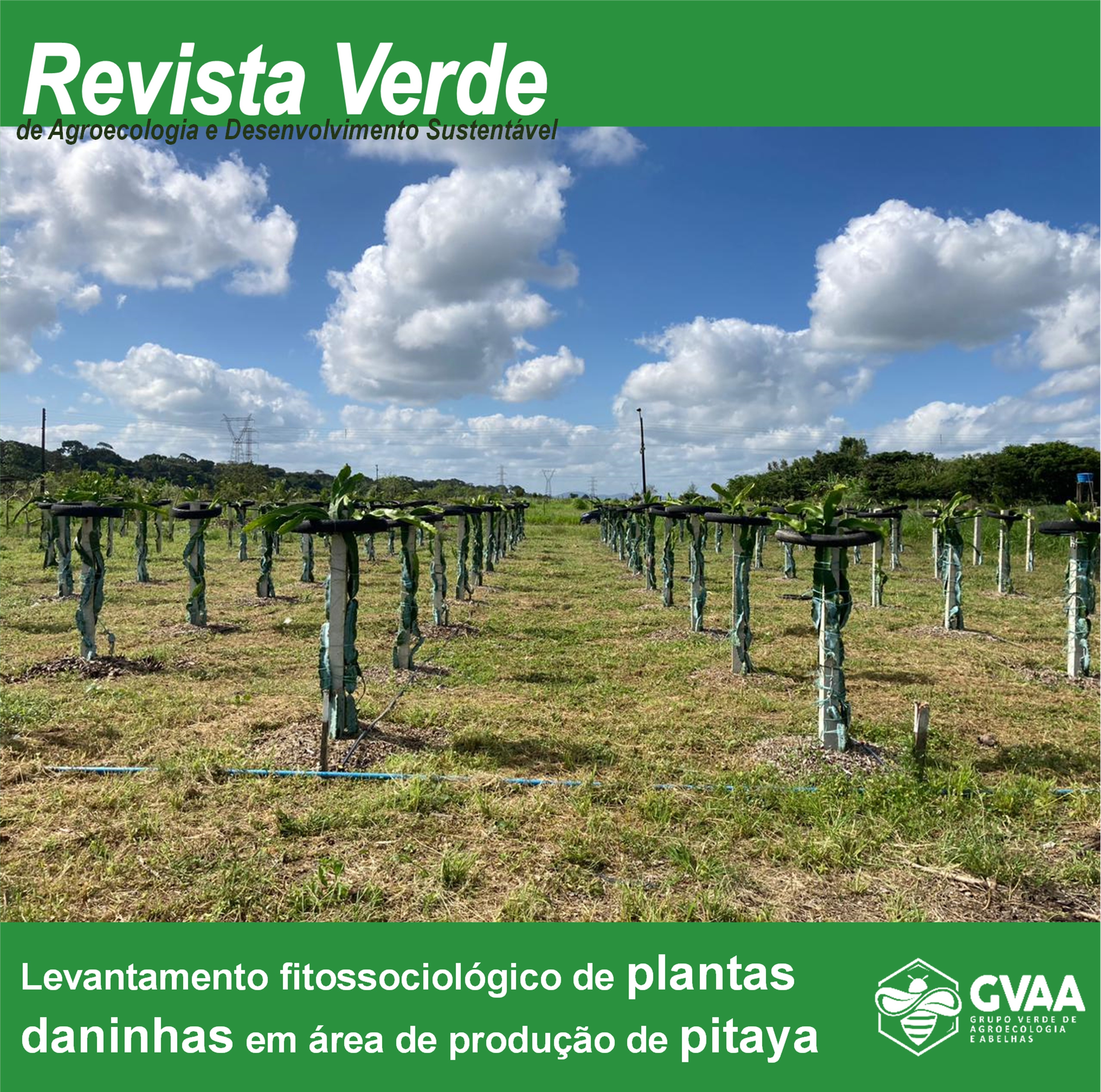 Levantamento fitossociológico de plantas daninhas em área de produção de pitaya 