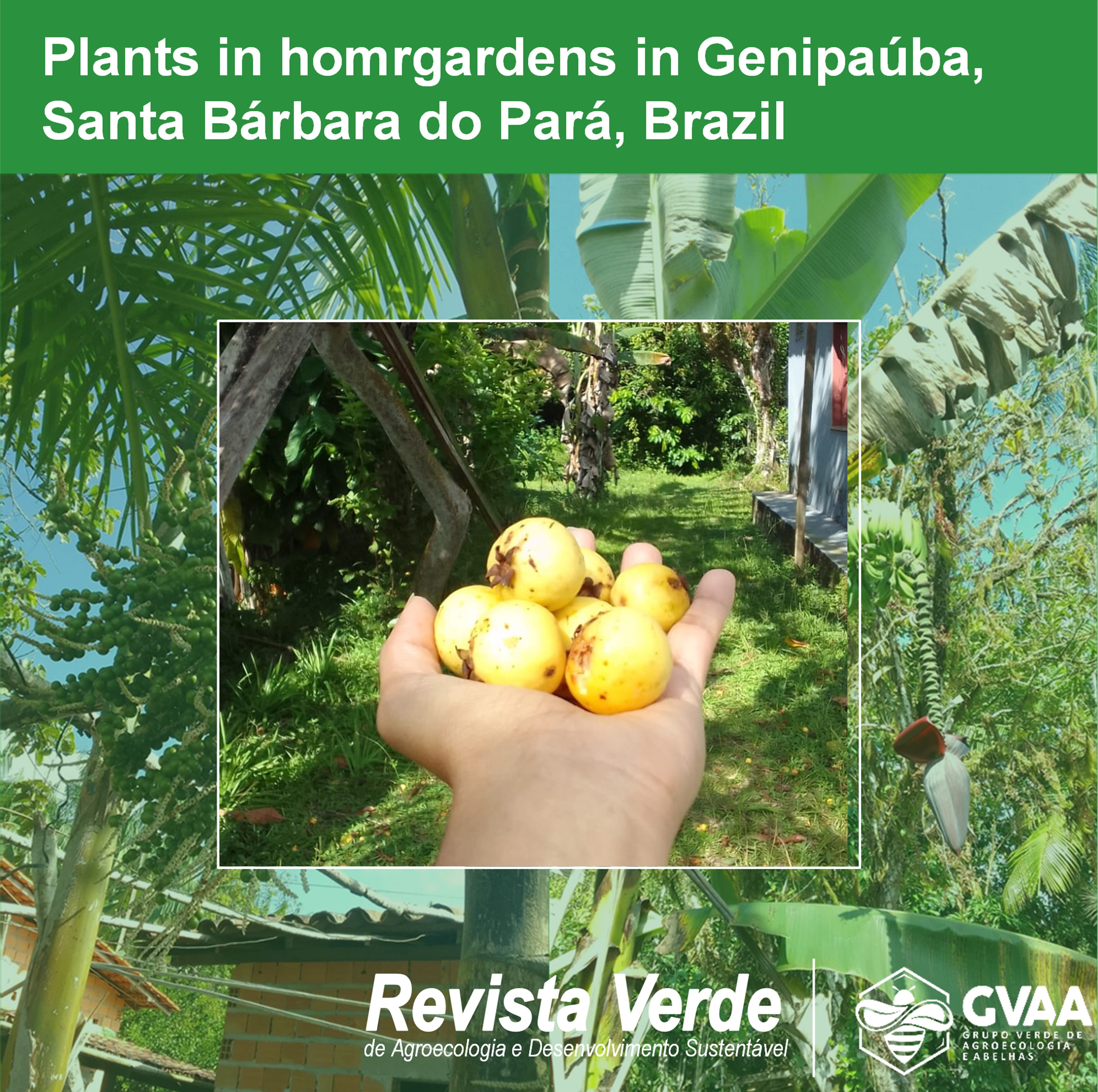 Composition and diversity of plants in homrgardens in the community of Genipaúba, Santa Bárbara do Pará, Brazil