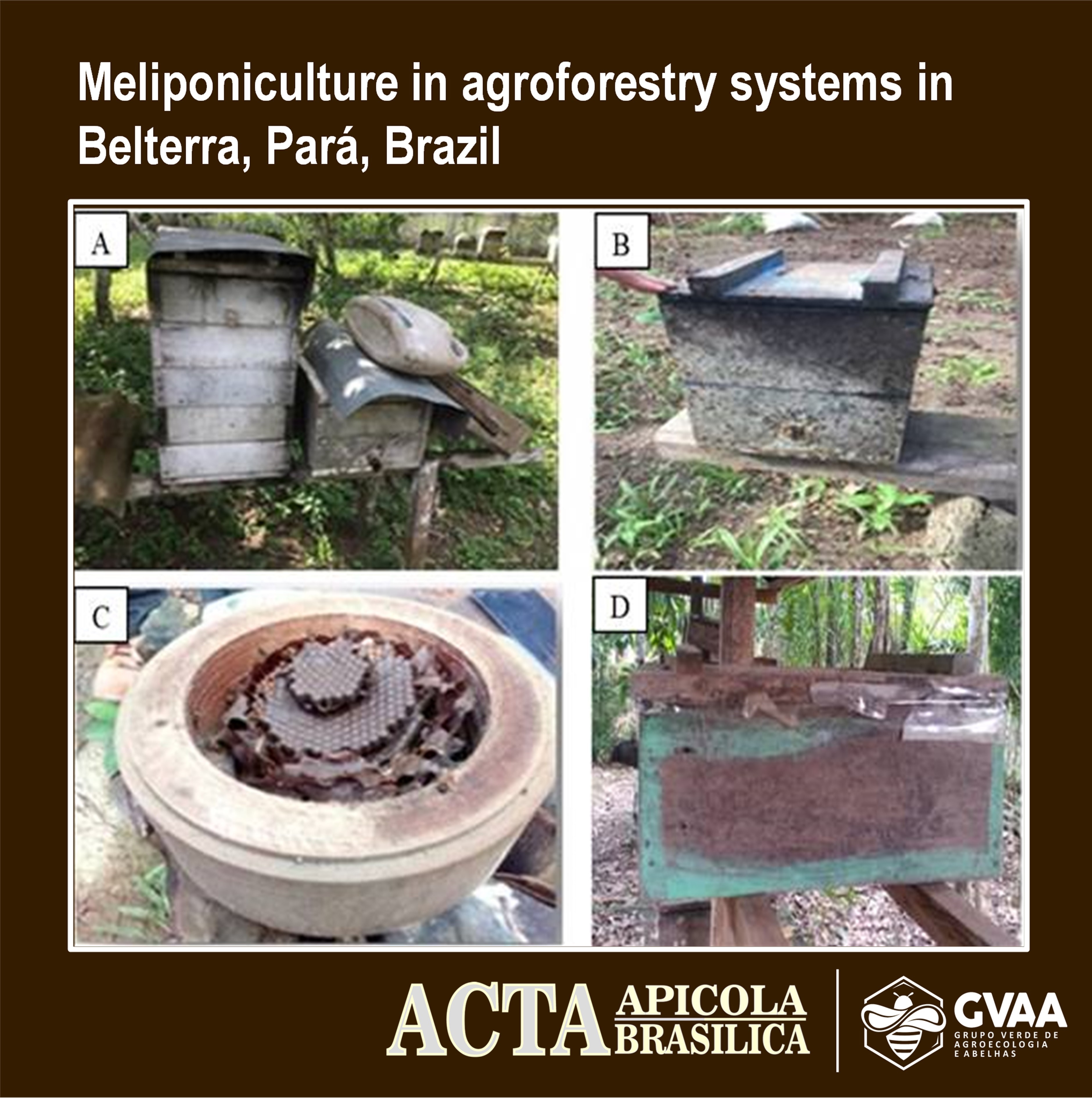 Meliponiculture in agroforestry systems in Belterra, Pará, Brazil