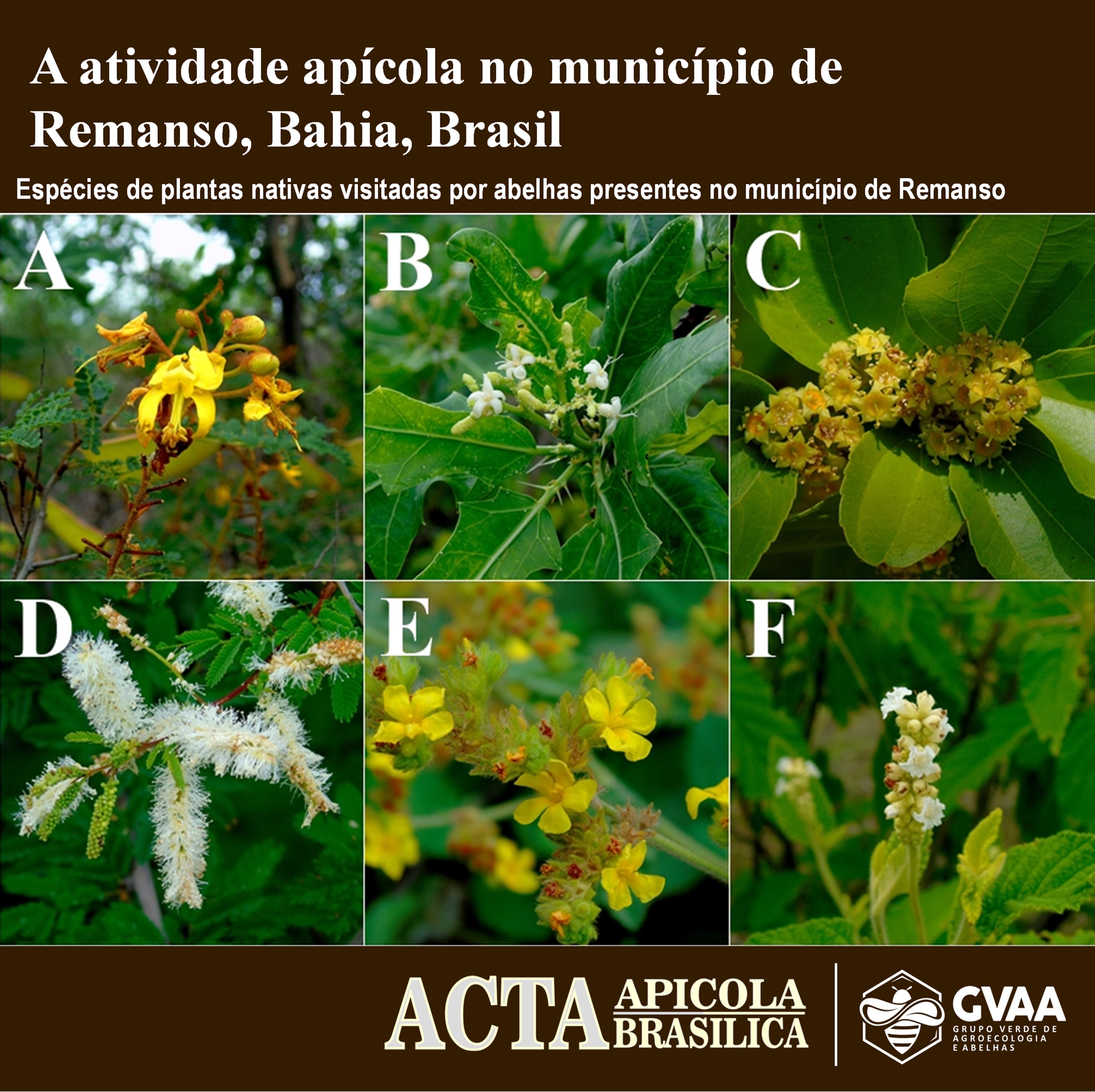 A atividade apícola no município de Remanso (Bahia, Brasil)