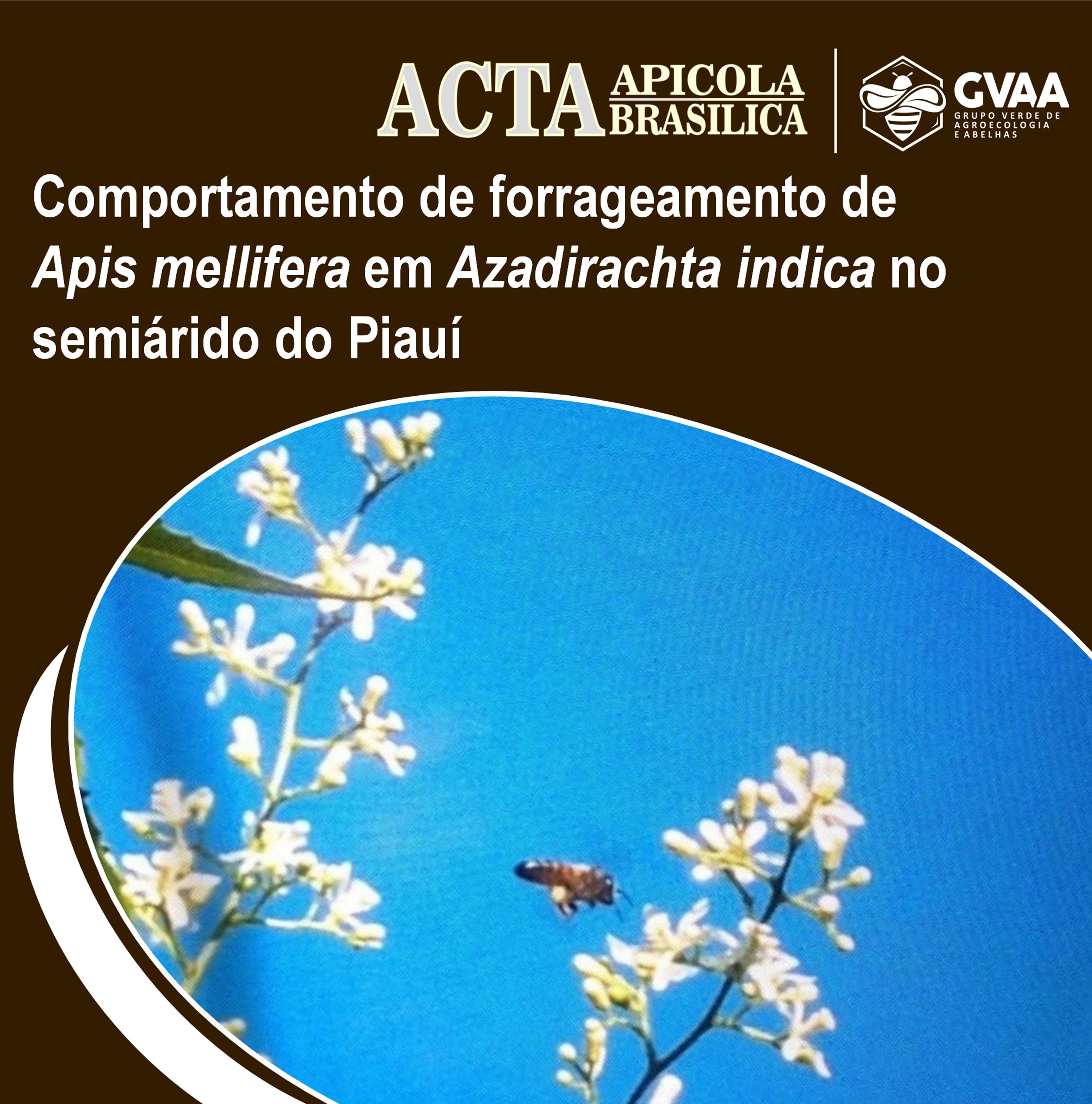 Comportamento de forrageamento de Apis mellifera L. em Azadirachta indica A. Juss no semiárido do Piauí