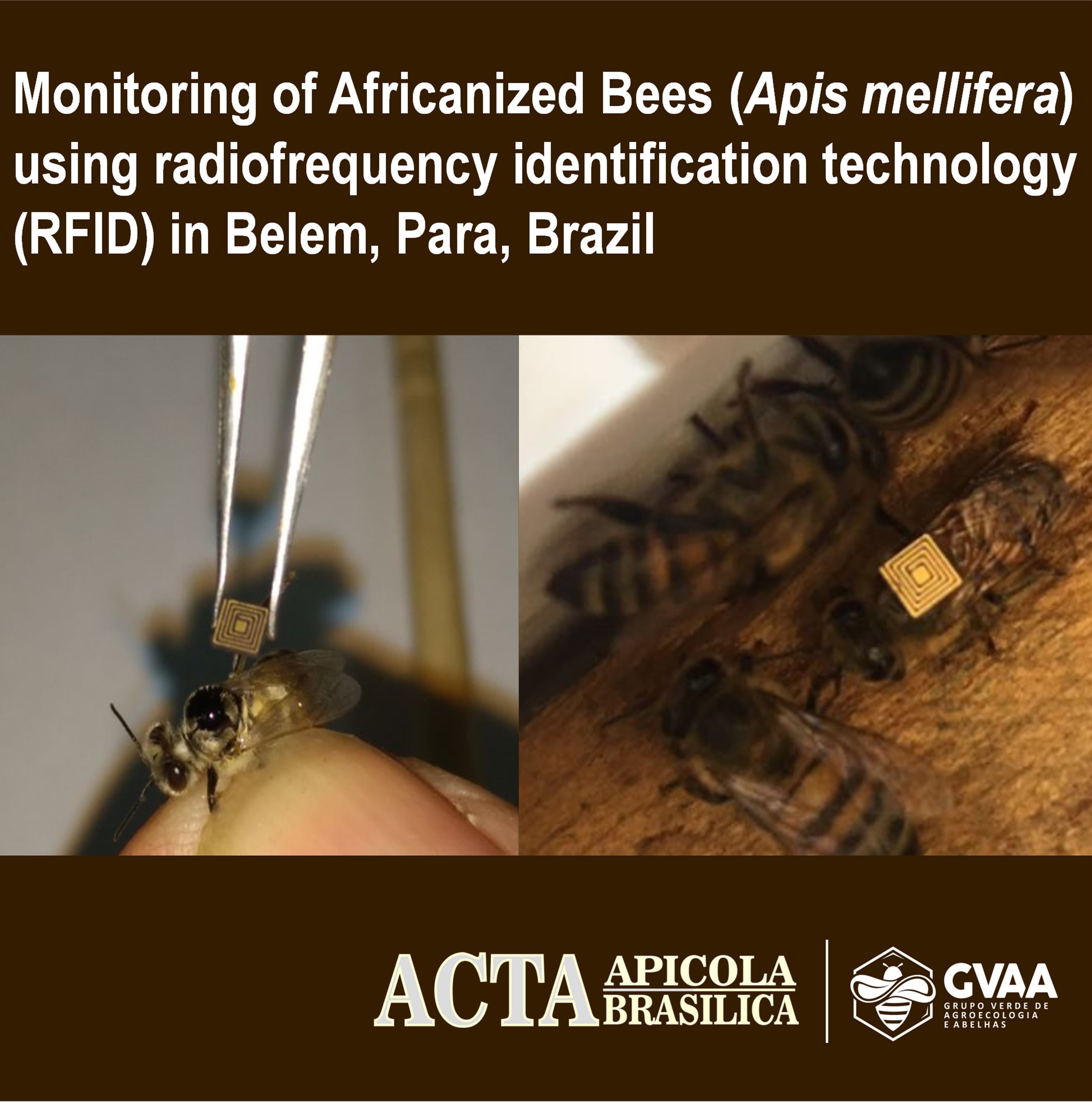 Monitoring of Africanized Bees (Apis mellifera L.) using radiofrequency identification technology (RFID) in Belem, Para, Brazil