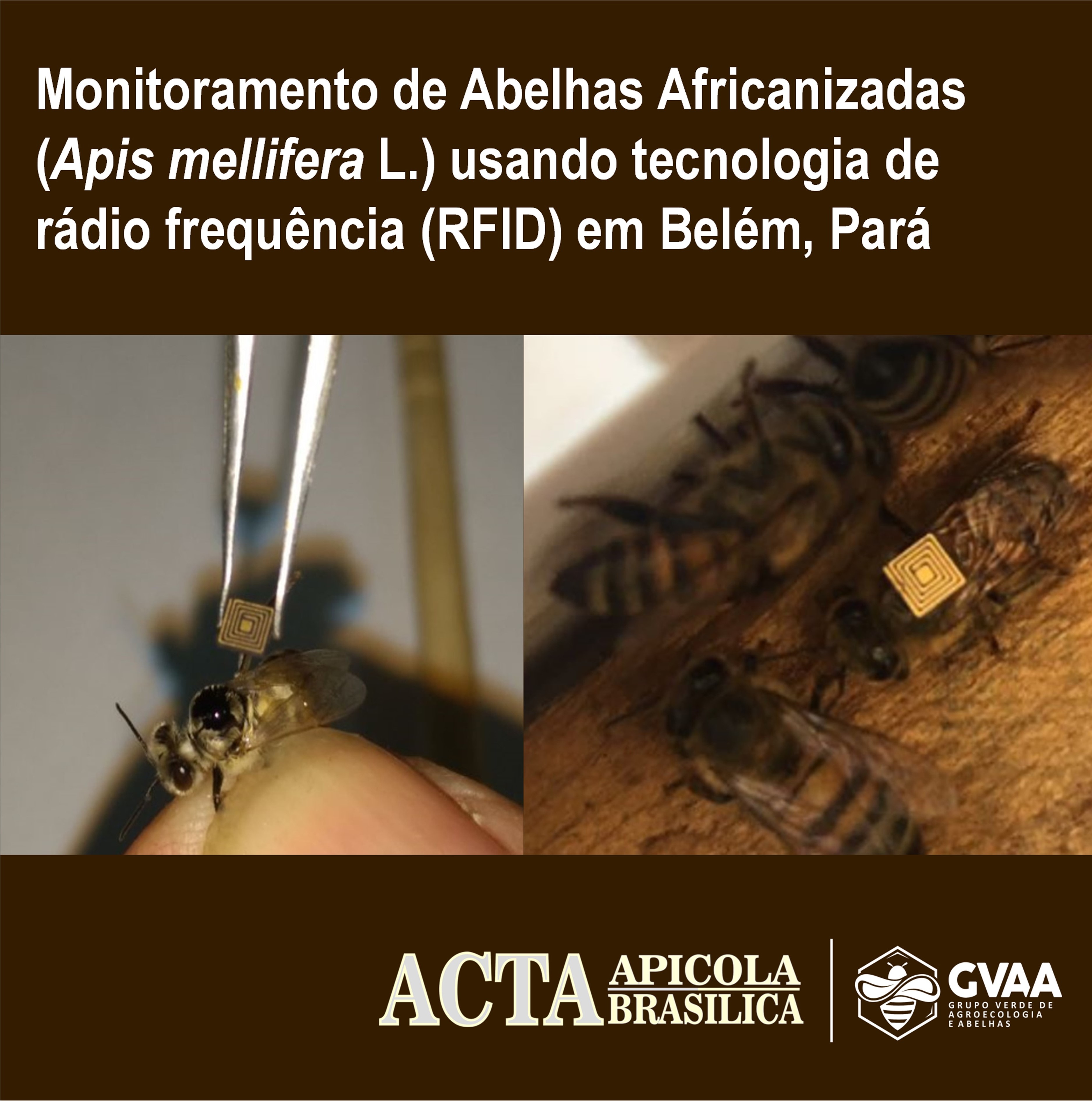 Monitoramento de Abelhas Africanizadas (Apis mellifera L.) usando tecnologia de rádio frequência (RFID) em Belém, Pará