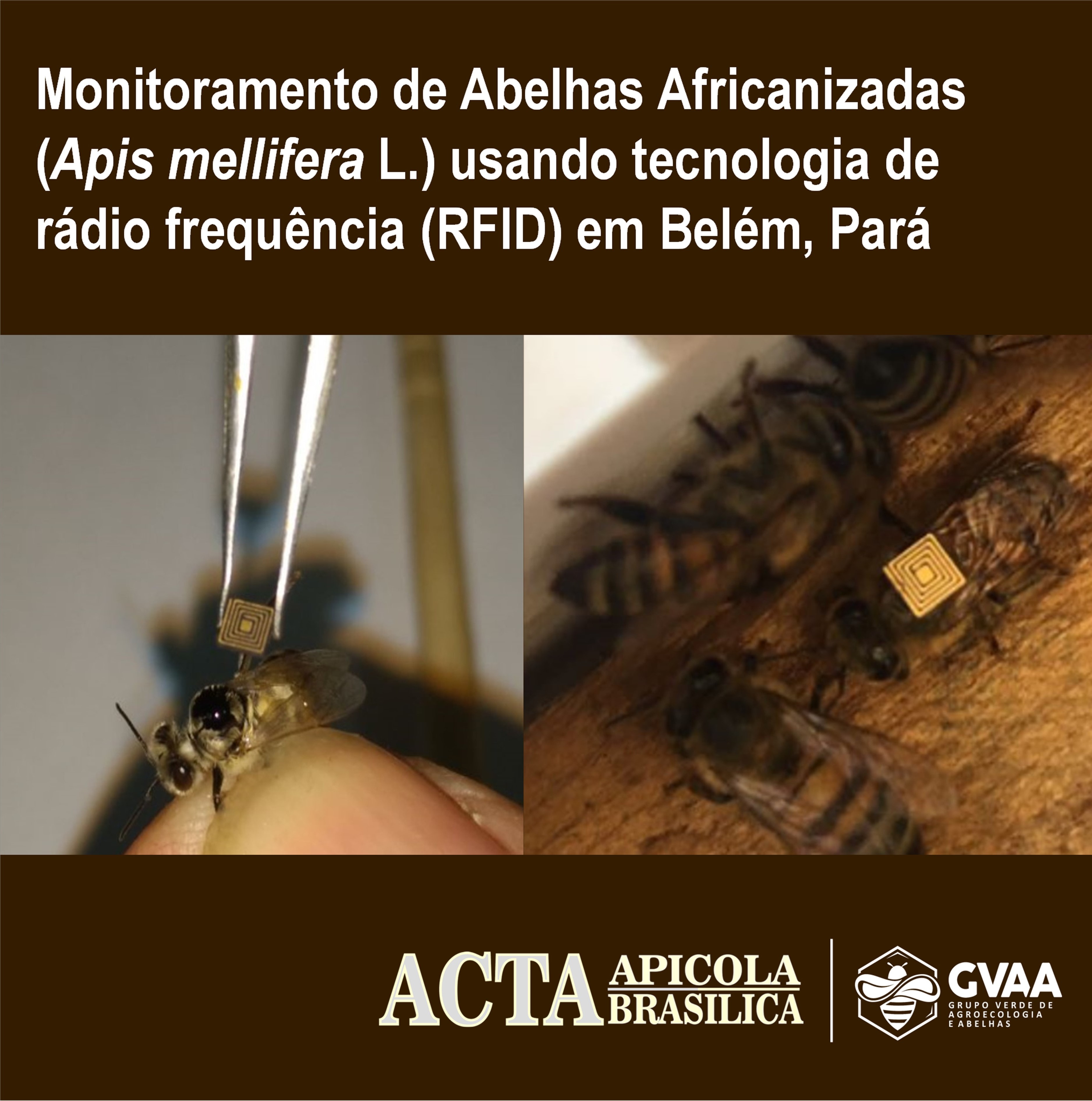 Monitoramento de Abelhas Africanizadas (Apis mellifera L.) usando tecnologia de rádio frequência (RFID) em Belém, Pará