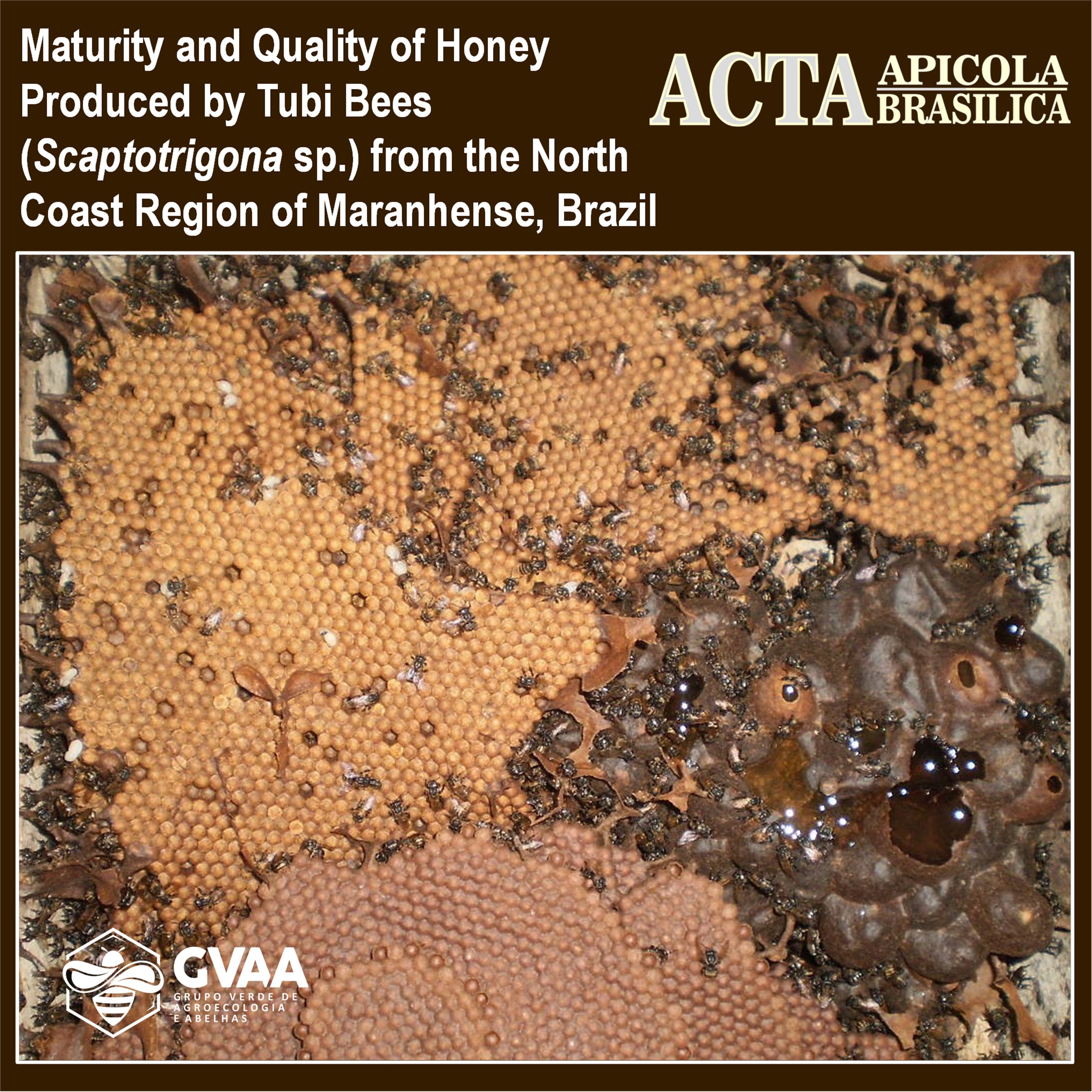 Maturity and Quality of Honey Produced by Tubi Bees (Scaptotrigona sp.) from the North Coast Region of Maranhense, Brazil